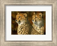 Framed Cheetah Bros