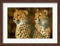 Framed Cheetah Bros