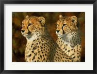 Framed Cheetah Bros