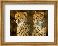 Framed Cheetah Bros