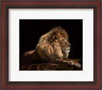 Framed Golden Lion