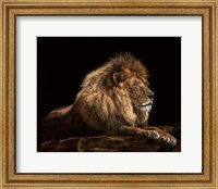 Framed Golden Lion