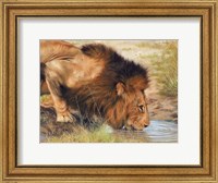 Framed Lion Drinking