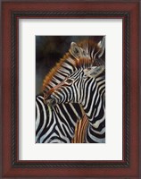 Framed Zebras