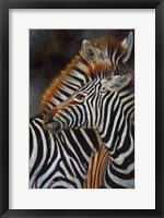 Framed Zebras