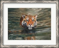 Framed Tiger Water Swimming