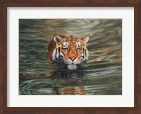 Framed Tiger Water Swimming