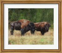 Framed Bison Pair