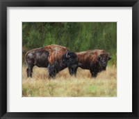 Framed Bison Pair