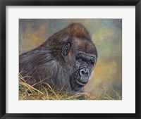 Framed Gorilla