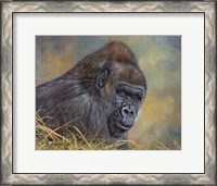 Framed Gorilla