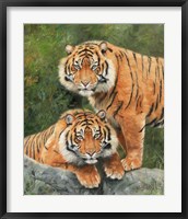 Framed Pair Of Sumatran Tigers