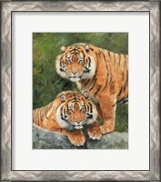 Framed Pair Of Sumatran Tigers