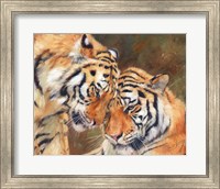 Framed Tiger Love