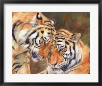 Framed Tiger Love