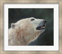 Framed Polar Bear Portrait