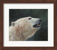 Framed Polar Bear Portrait