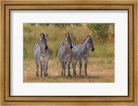 Framed Three Zebras South Luangwa