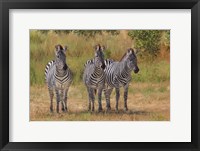 Framed Three Zebras South Luangwa