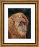 Framed Orangutan
