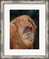 Framed Orangutan