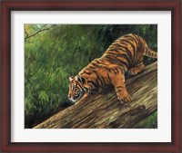 Framed Tiger In Tree