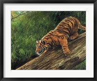 Framed Tiger In Tree