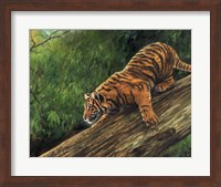 Framed Tiger In Tree