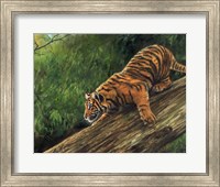 Framed Tiger In Tree