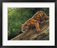 Framed Tiger In Tree