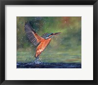 Framed Kingfisher