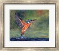 Framed Kingfisher