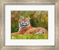 Framed Tiger Study 12