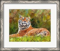 Framed Tiger Study 12