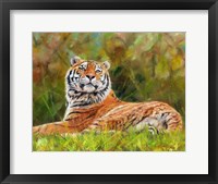 Framed Tiger Study 12