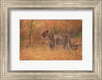 Framed Leopard In The African Bush 2