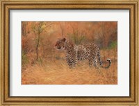 Framed Leopard In The African Bush 2