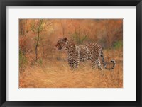 Framed Leopard In The African Bush 2