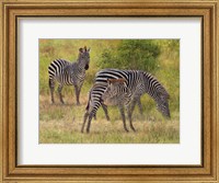 Framed Zebras South Luangwa