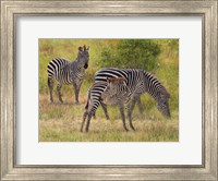 Framed Zebras South Luangwa