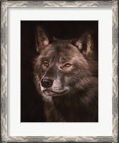 Framed Black Wolf