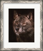 Framed Black Wolf