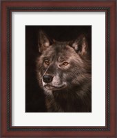 Framed Black Wolf