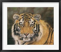 Framed Amur Tiger Portrait