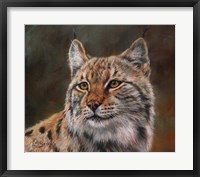 Framed Eurasian Lynx