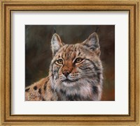 Framed Eurasian Lynx