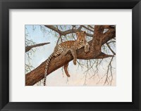 Framed Leopard In Tree