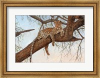 Framed Leopard In Tree