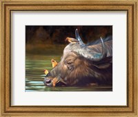 Framed Buffalo And Oxpeckers