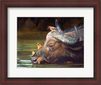 Framed Buffalo And Oxpeckers